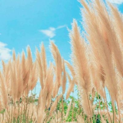 企鹅侦探游戏下载